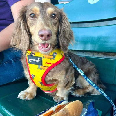 8 Best Dog Harnesses for Dachshunds