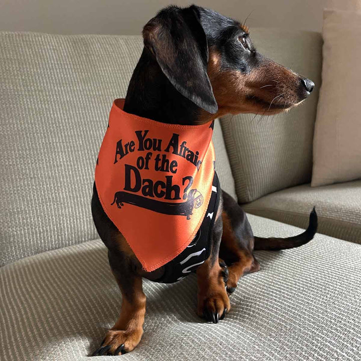 afraid of the dach dog bandana