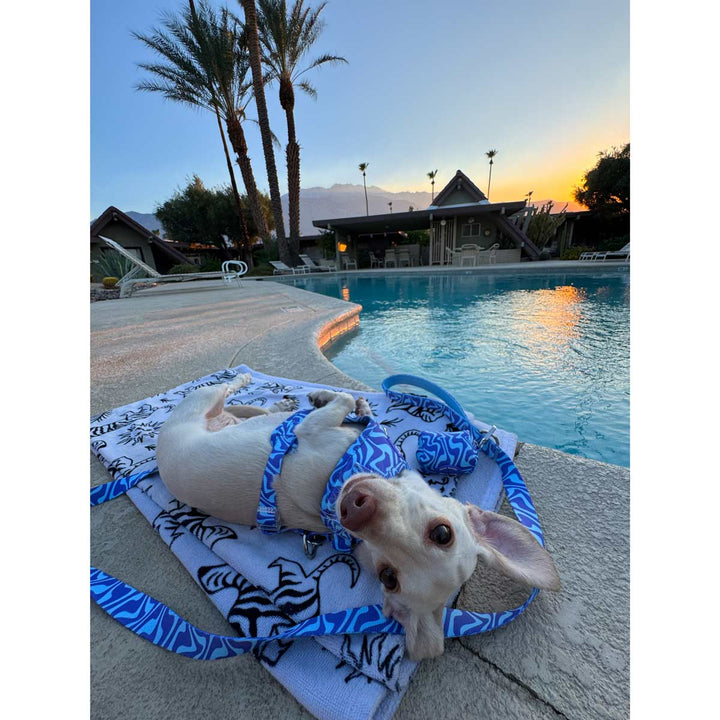 *pre - order* leash - swim club retro swirl - bean goods