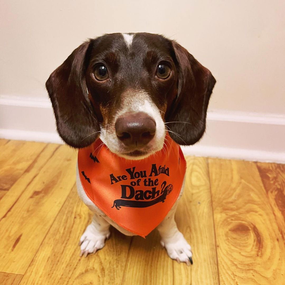 afraid of the dach dog bandana - bean goods