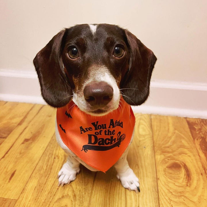 afraid of the dach dog bandana - bean goods