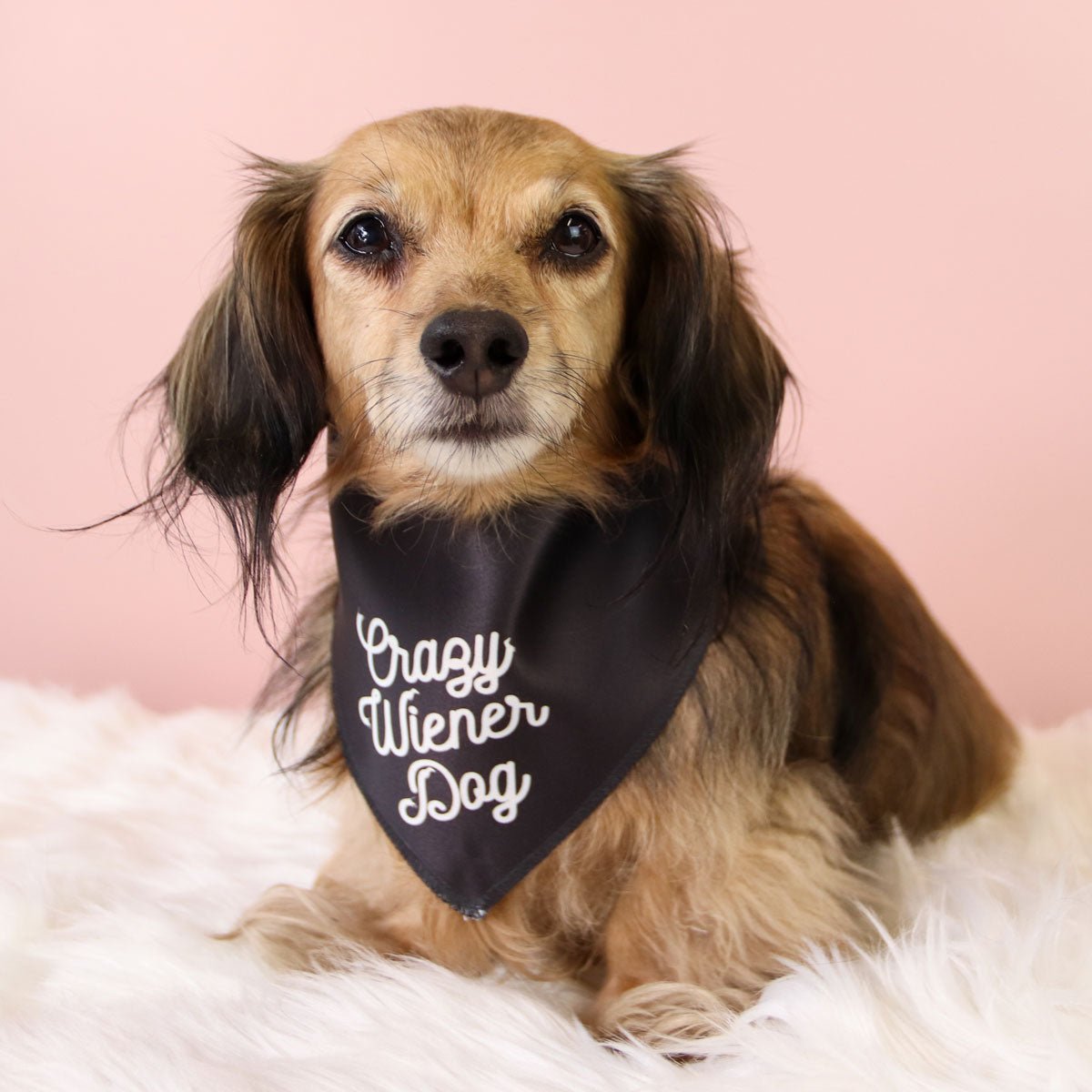 crazy wiener dog doggo bandana - bean goods