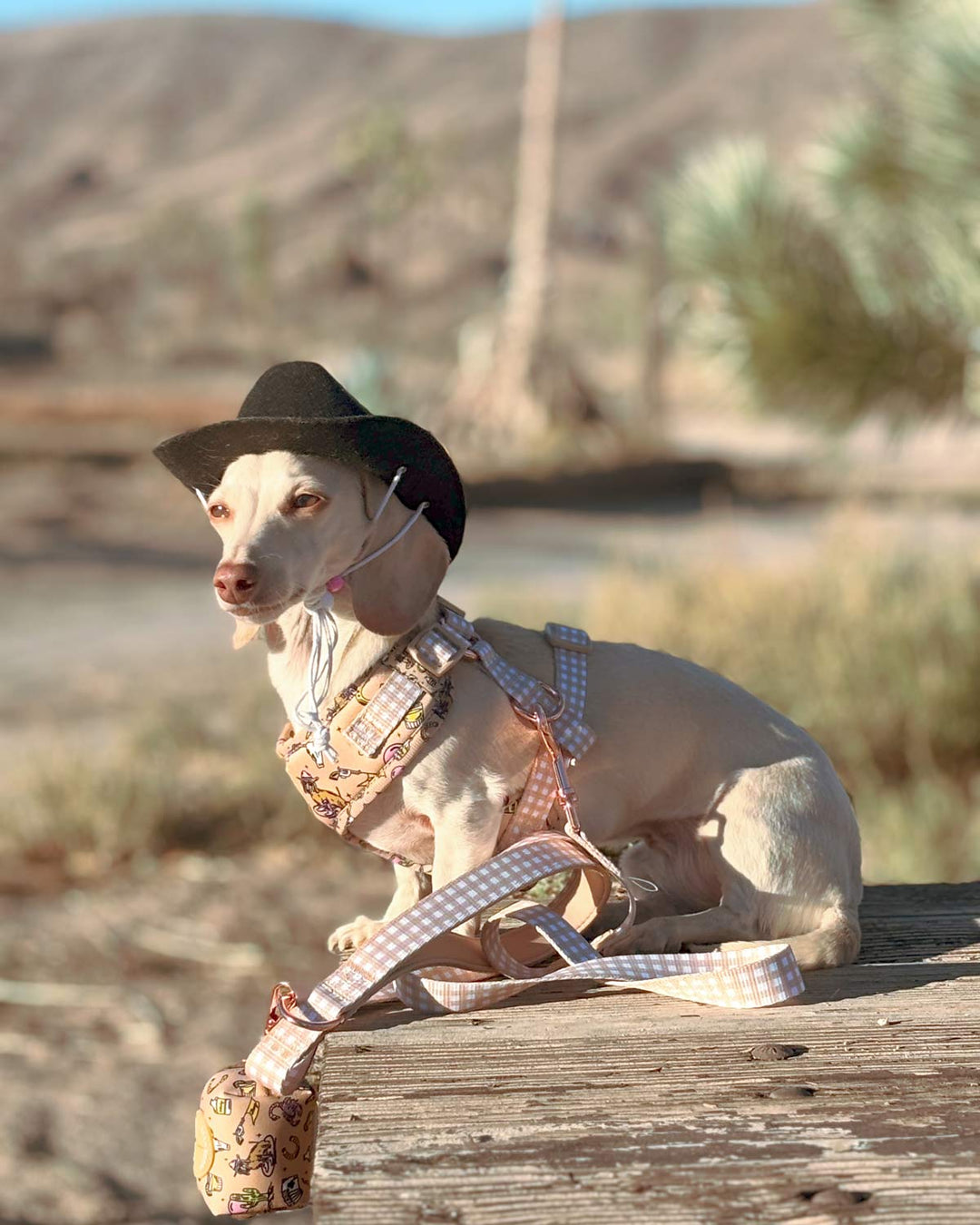 *pre-order* leash - not my first rodeo