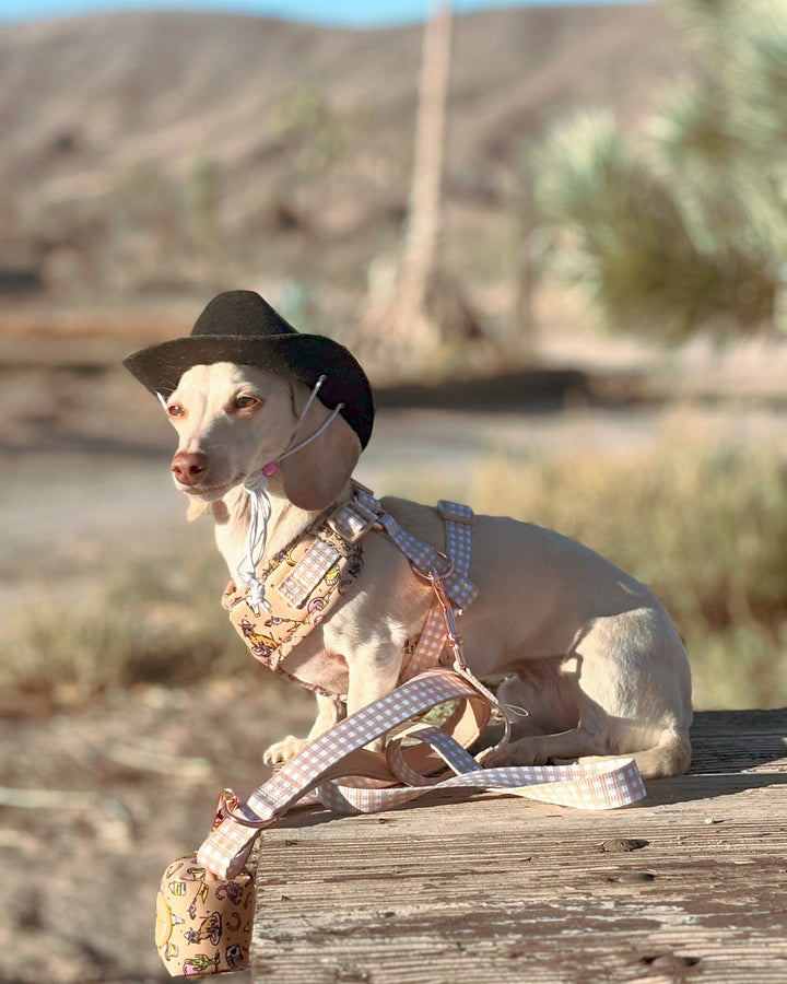 *pre-order* leash - not my first rodeo