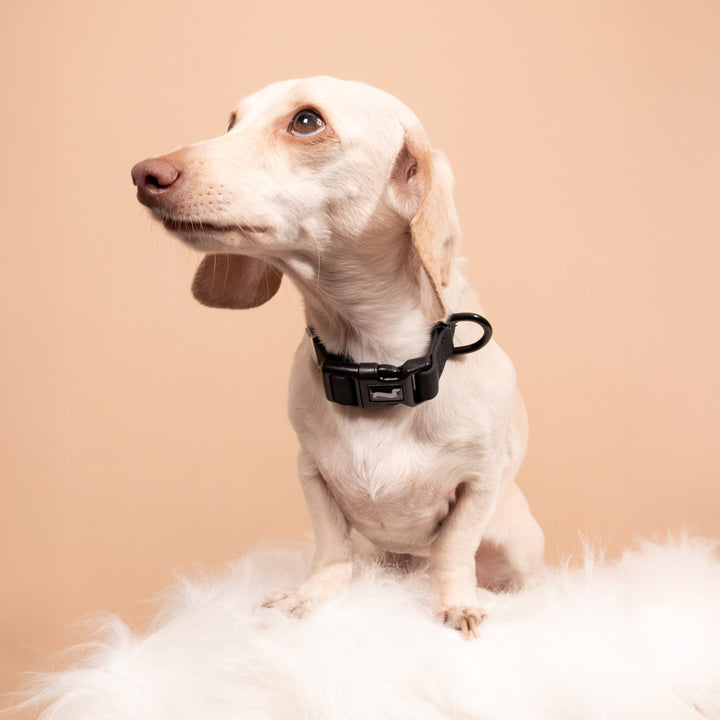 waterproof easy-clean collar | midnight