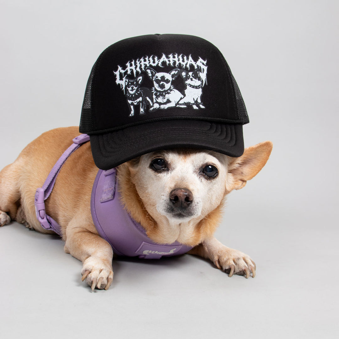 heavy metal hounds trucker hat | chihuahua