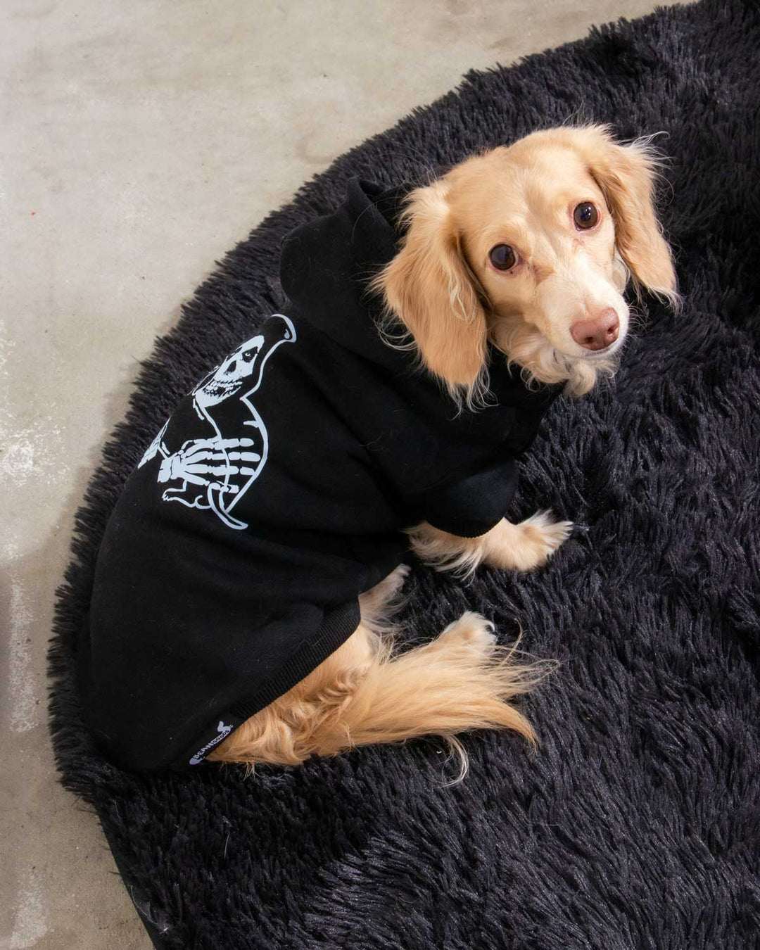crimson ween doxie hoodie