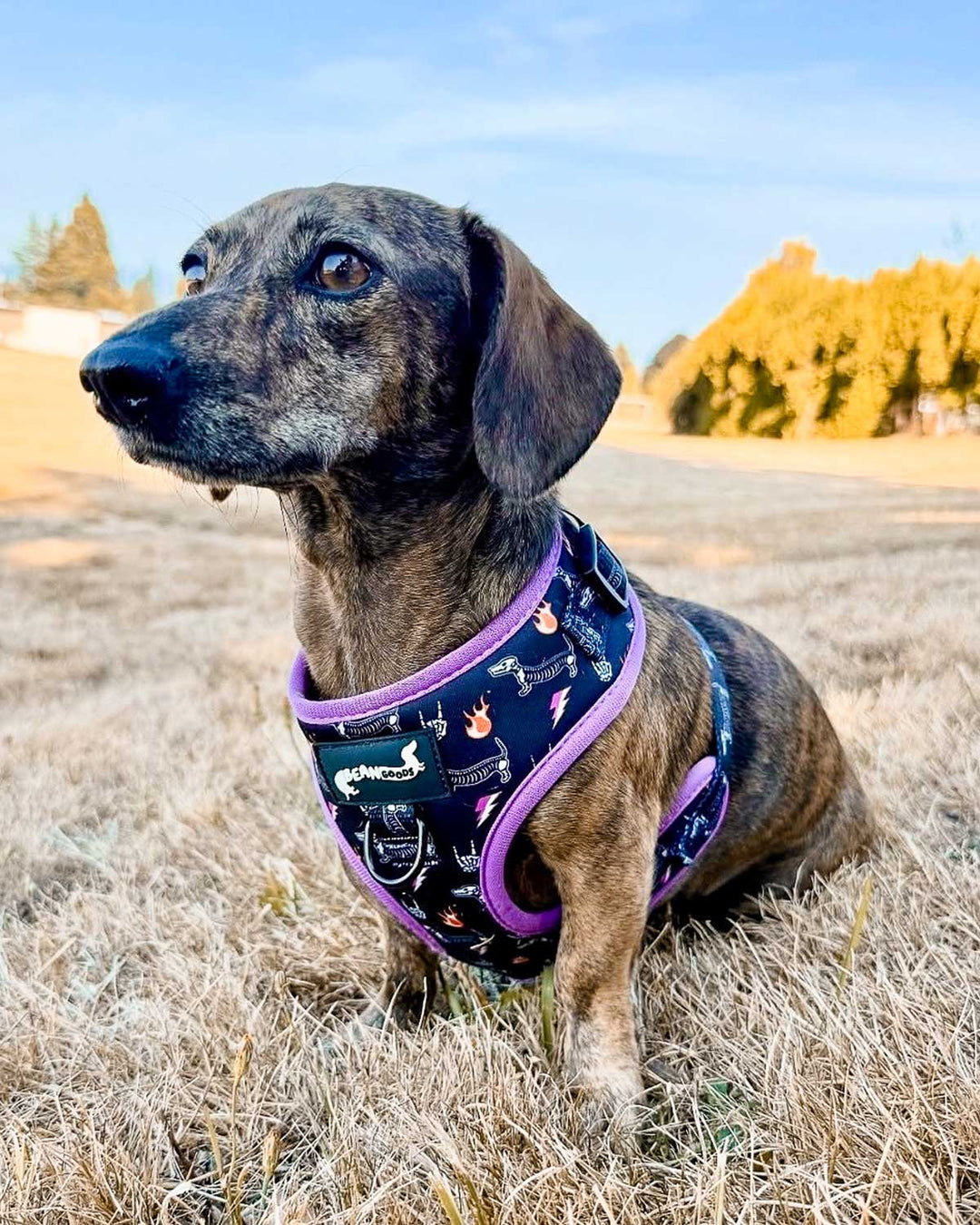 adjustable harness - skeleween