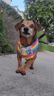 Weiner dog clothing best sale