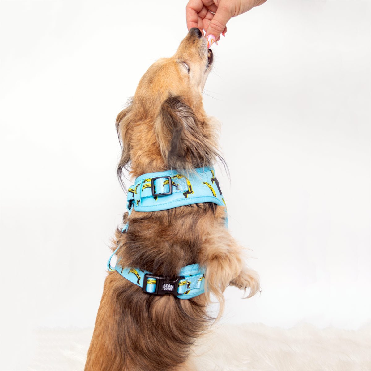 adjustable harness - banana wiener - bean goods