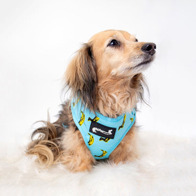 adjustable harness - banana wiener - bean goods