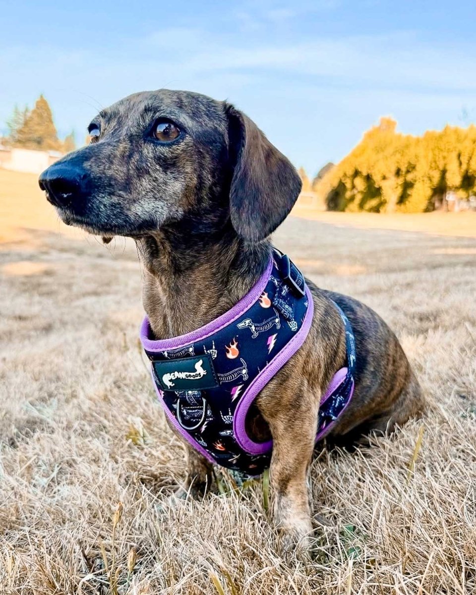 adjustable harness - skeleween - bean goods