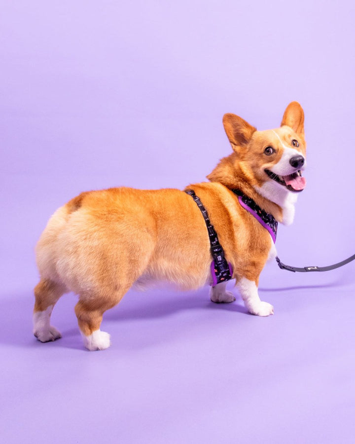 adjustable harness - skeleween - bean goods