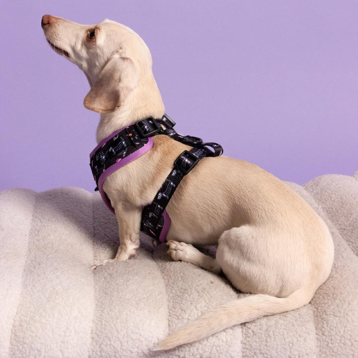 adjustable harness - skeleween - bean goods