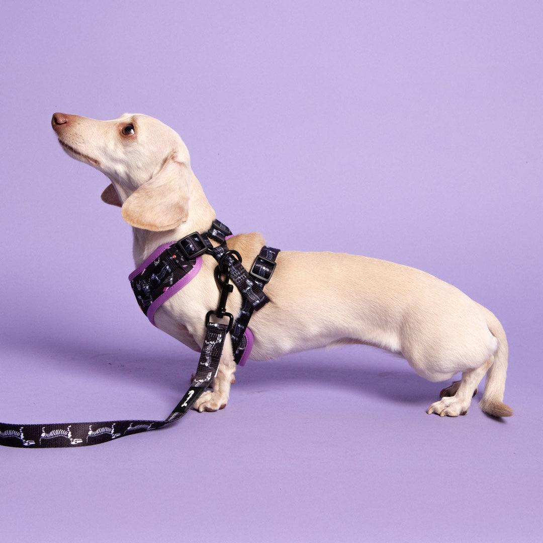 adjustable harness - skeleween - bean goods