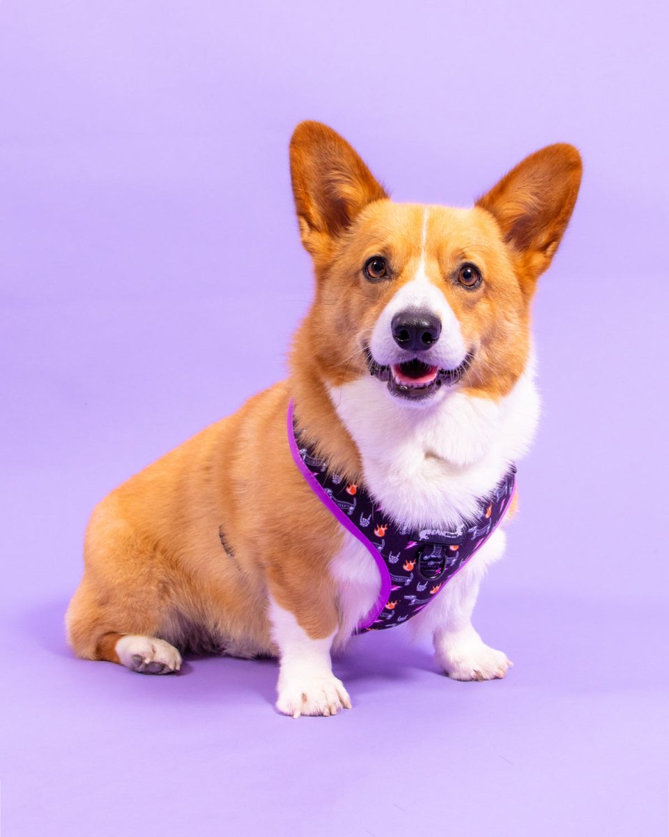 adjustable harness - skeleween - bean goods