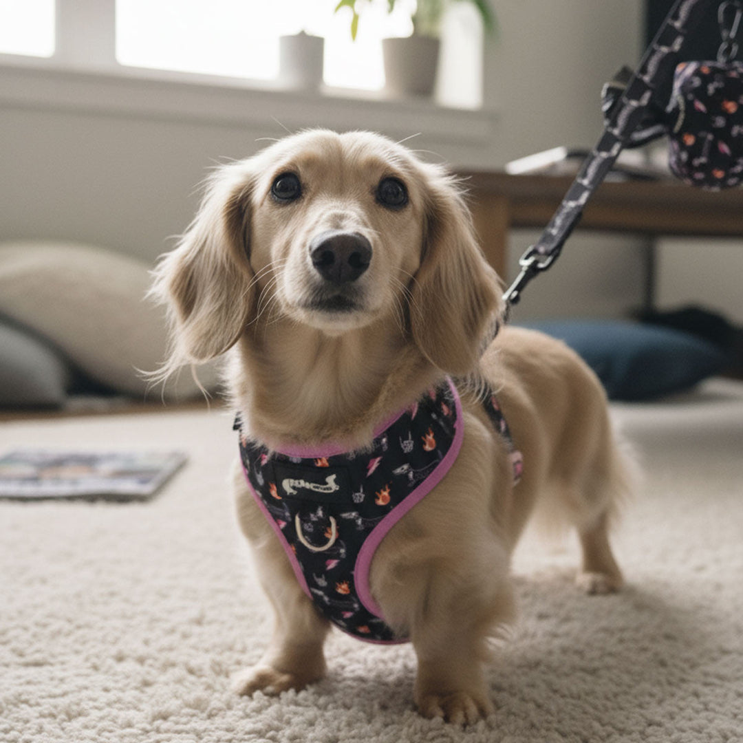 adjustable harness - skeleween - bean goods