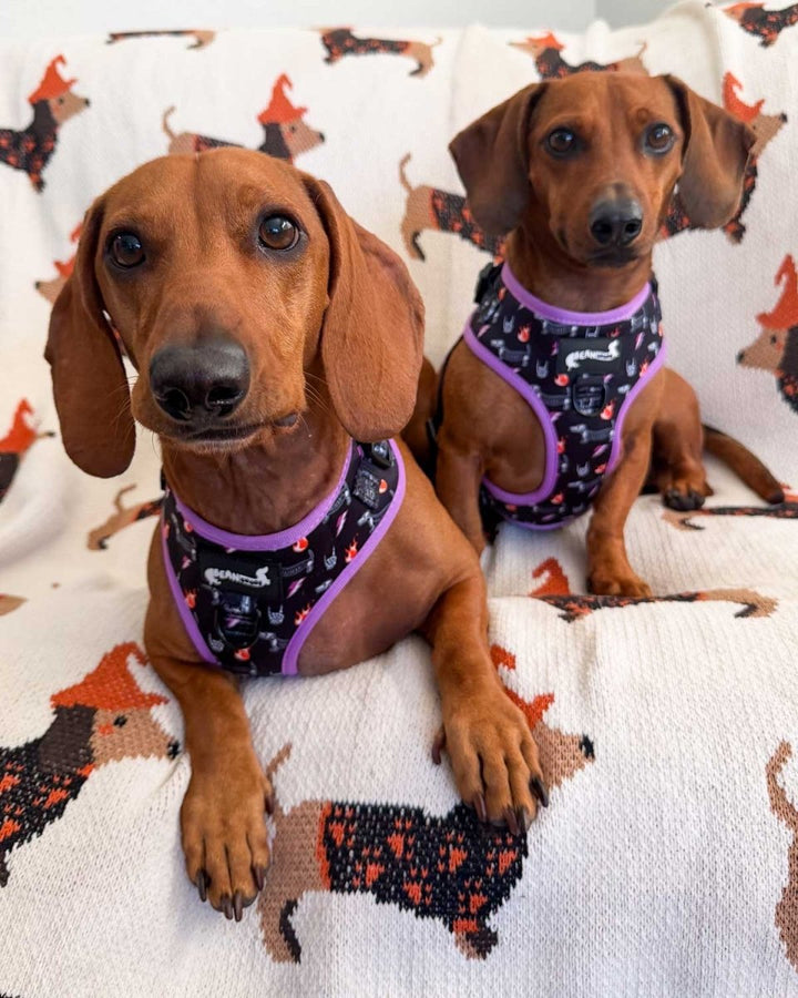 adjustable harness - skeleween - bean goods