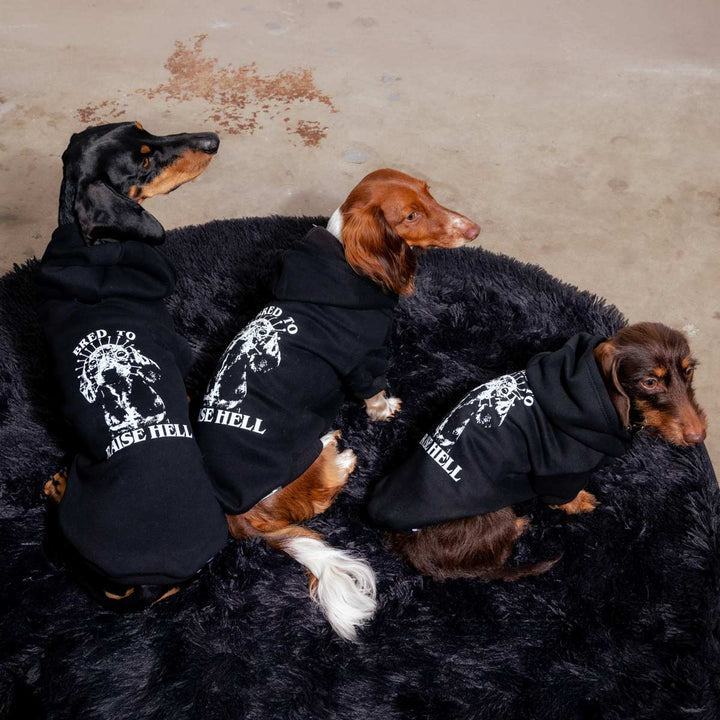 bred to raise hell doxie hoodie - bean goods