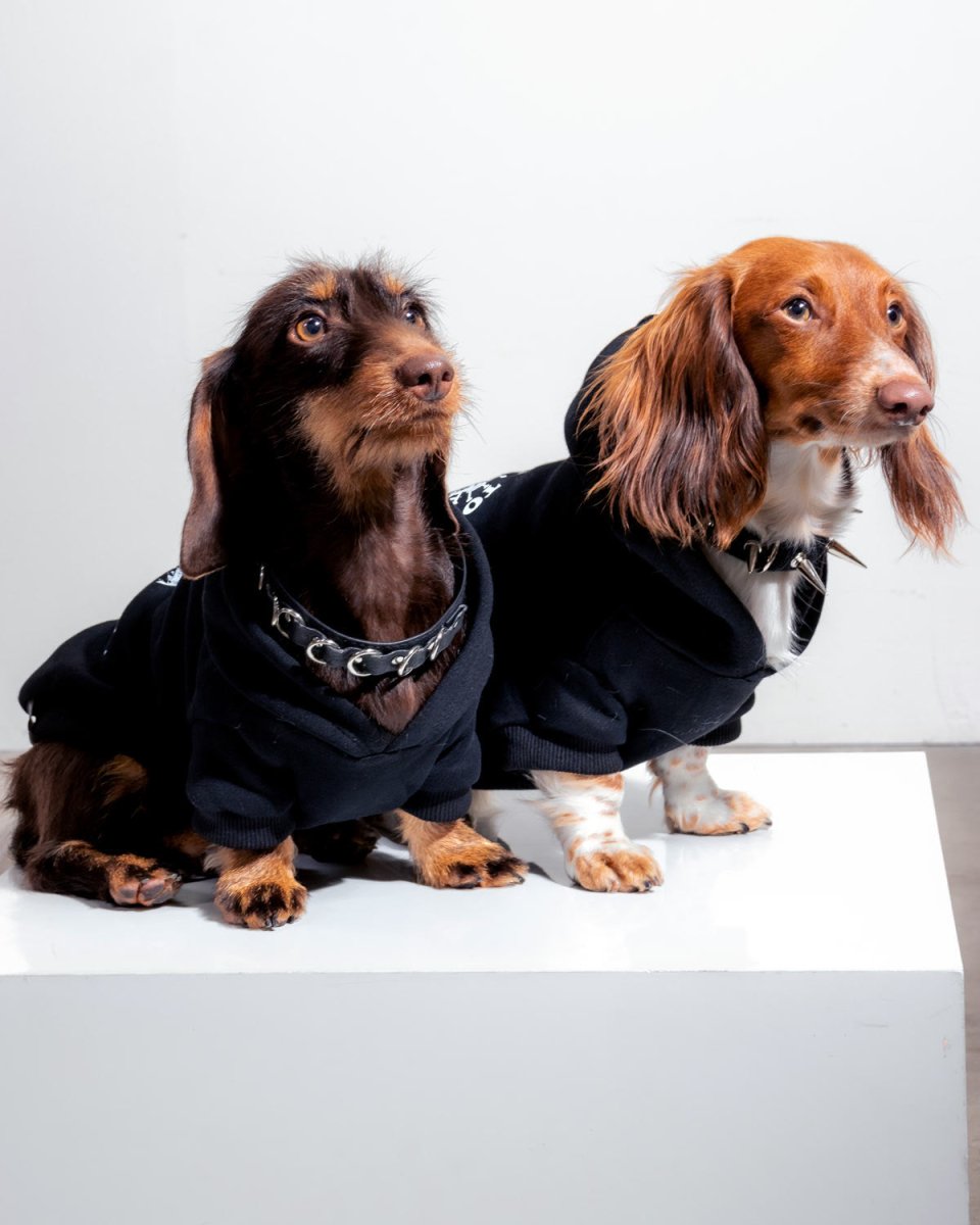 bred to raise hell doxie hoodie - bean goods
