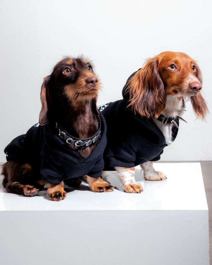 bred to raise hell doxie hoodie - bean goods