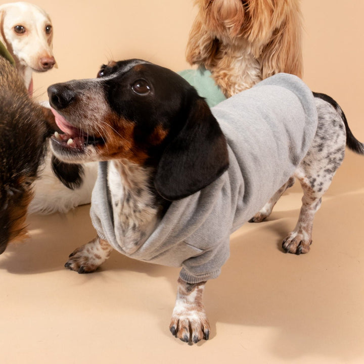 doxie hoodie | heather grey - bean goods