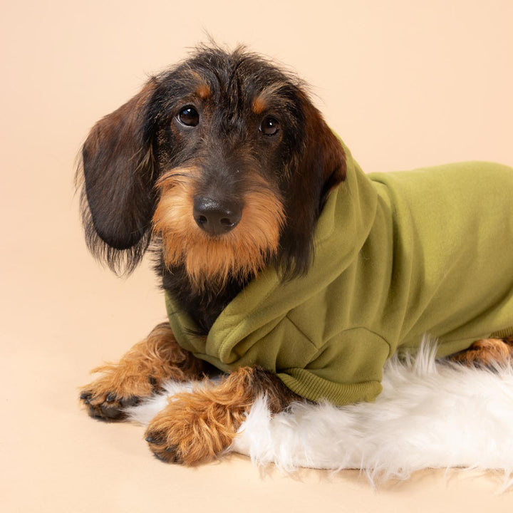 doxie hoodie | matcha - bean goods