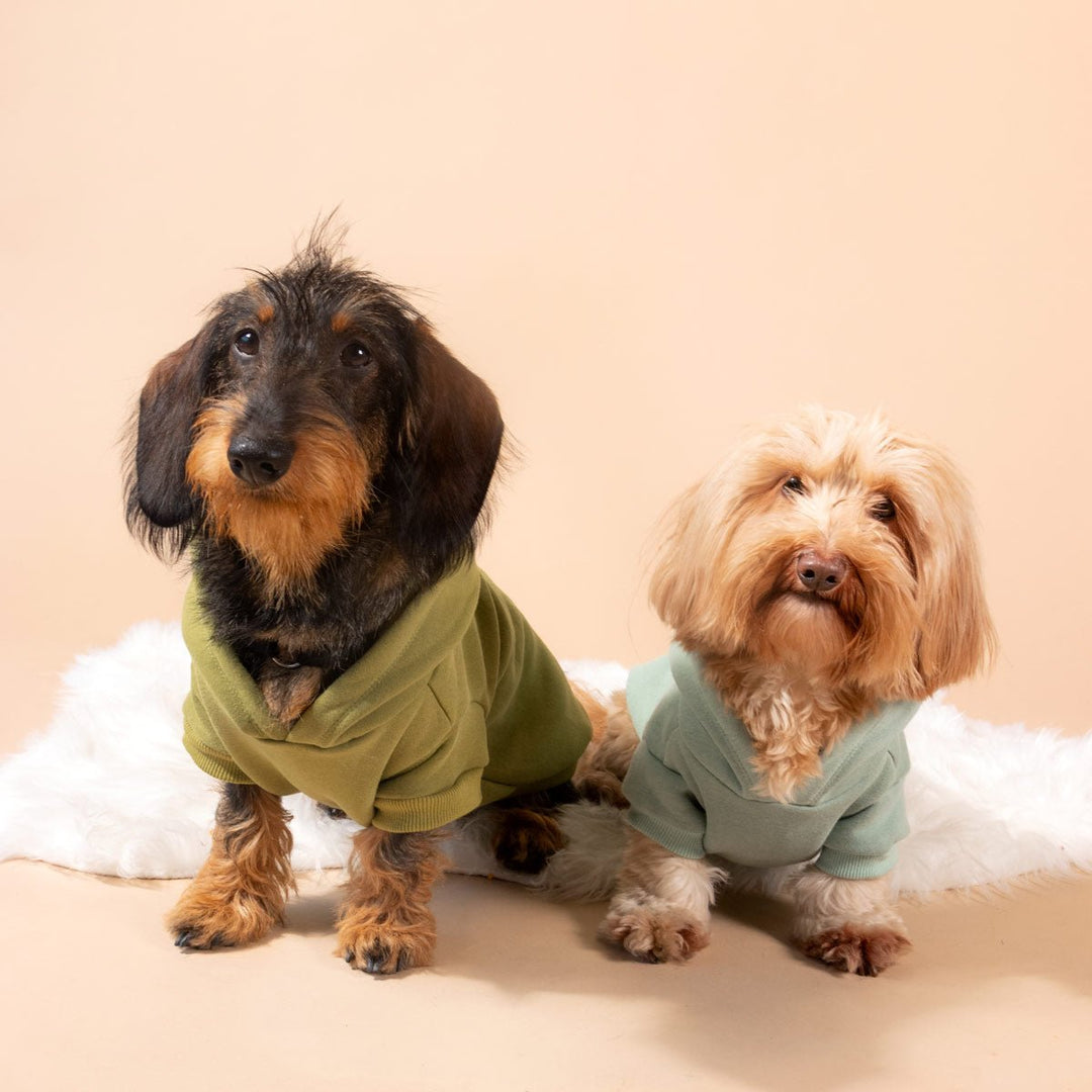 doxie hoodie | matcha - bean goods