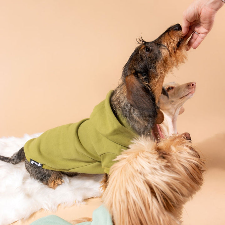 doxie hoodie | matcha - bean goods