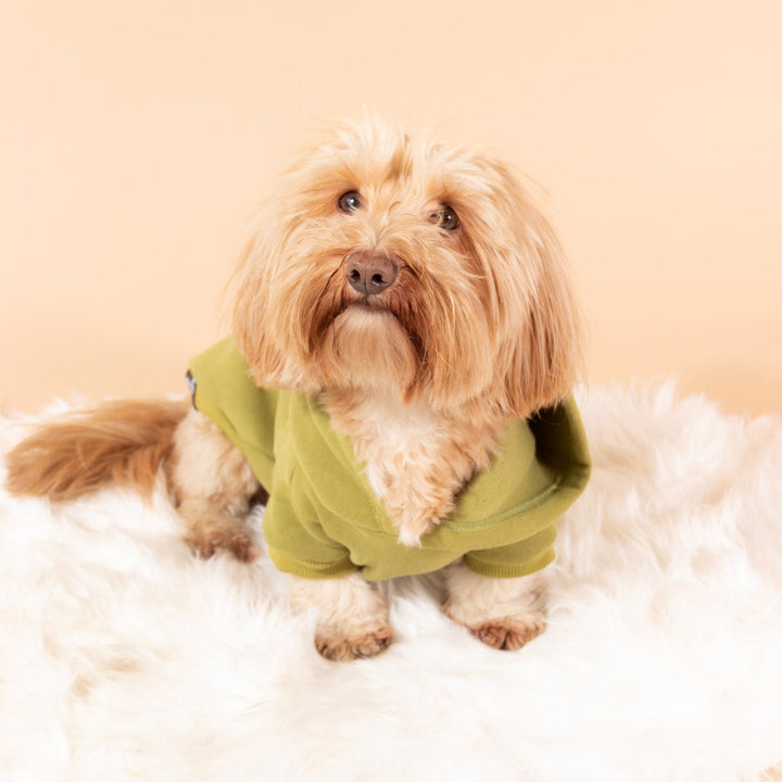 doxie hoodie | matcha - bean goods