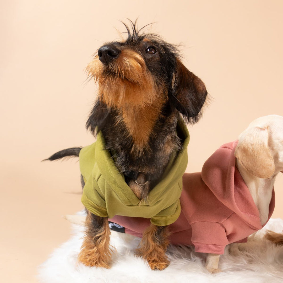 doxie hoodie | matcha - bean goods