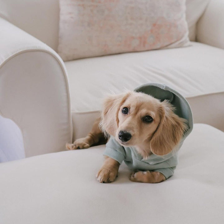 doxie hoodie | sage - bean goods