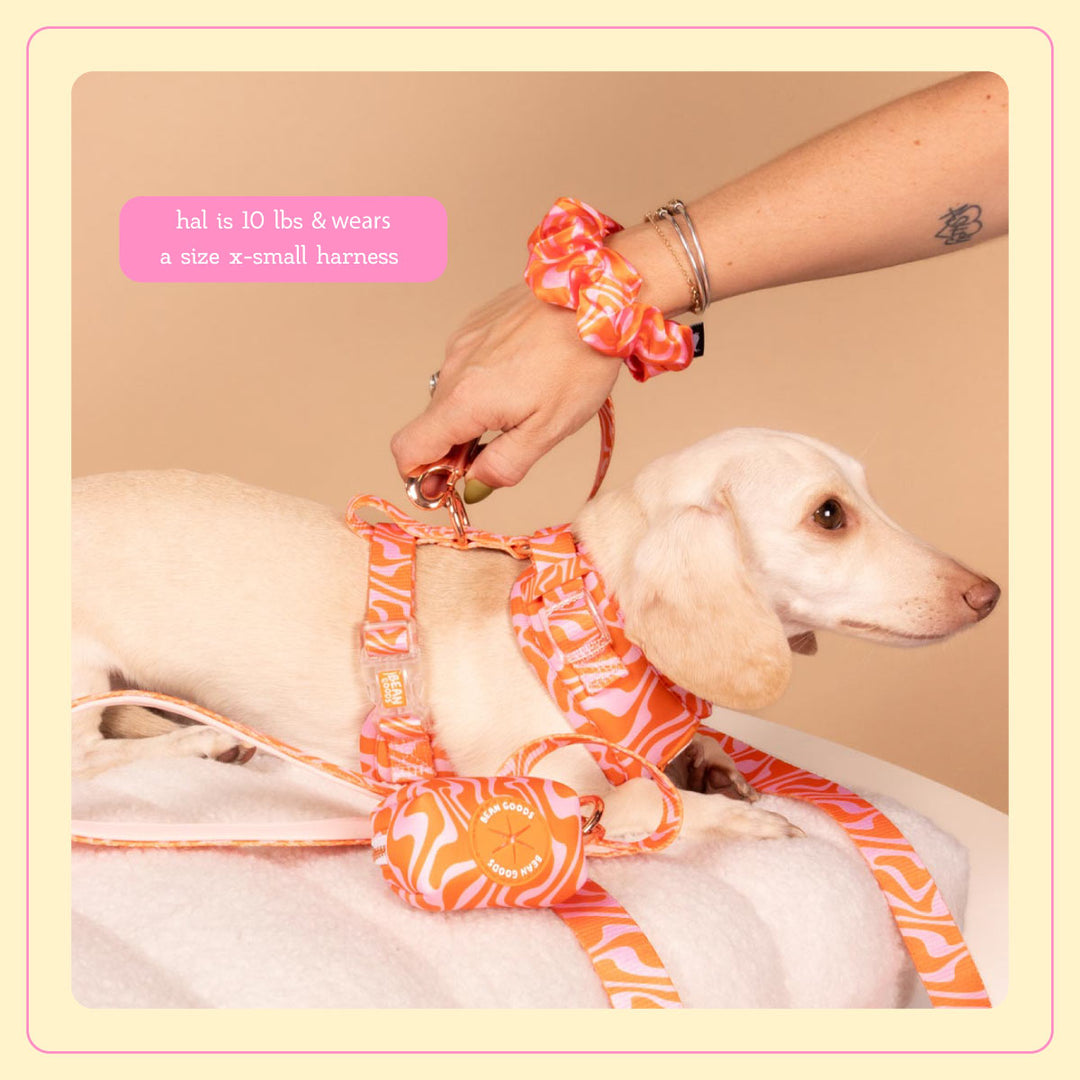 Match My Mutt Retro Swirl Bundle