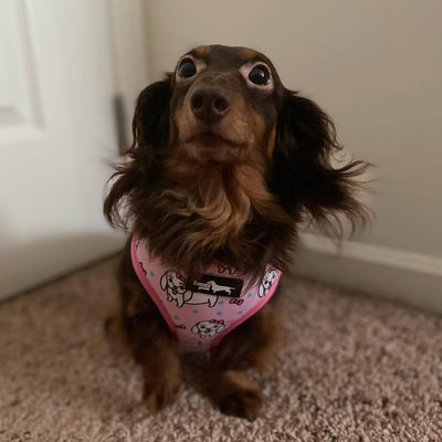 reversible harness - hello doxie