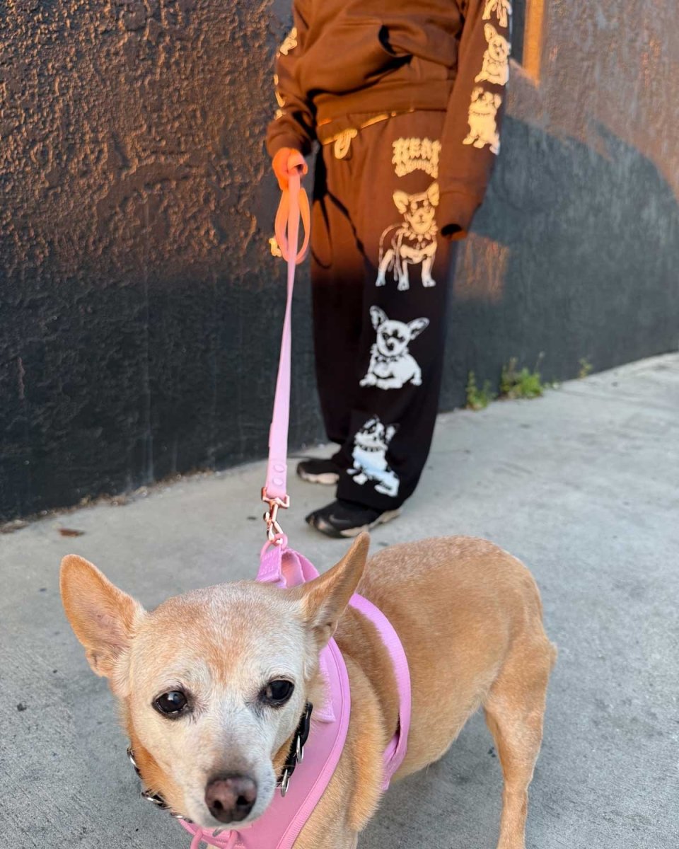 heavy metal hounds unisex scrunch sweatpants | chihuahua - bean goods