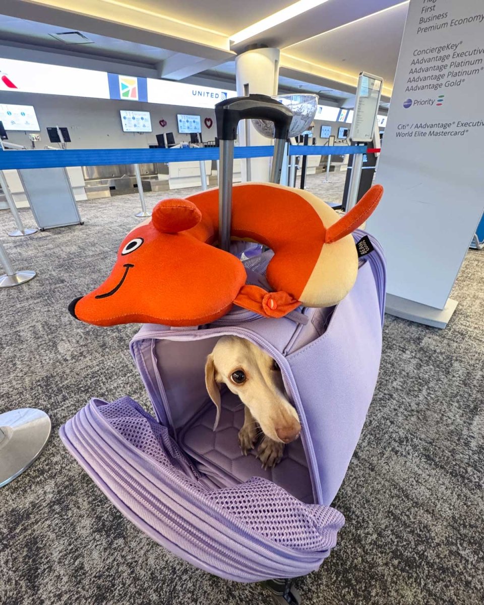 hot dog travel pillow - bean goods