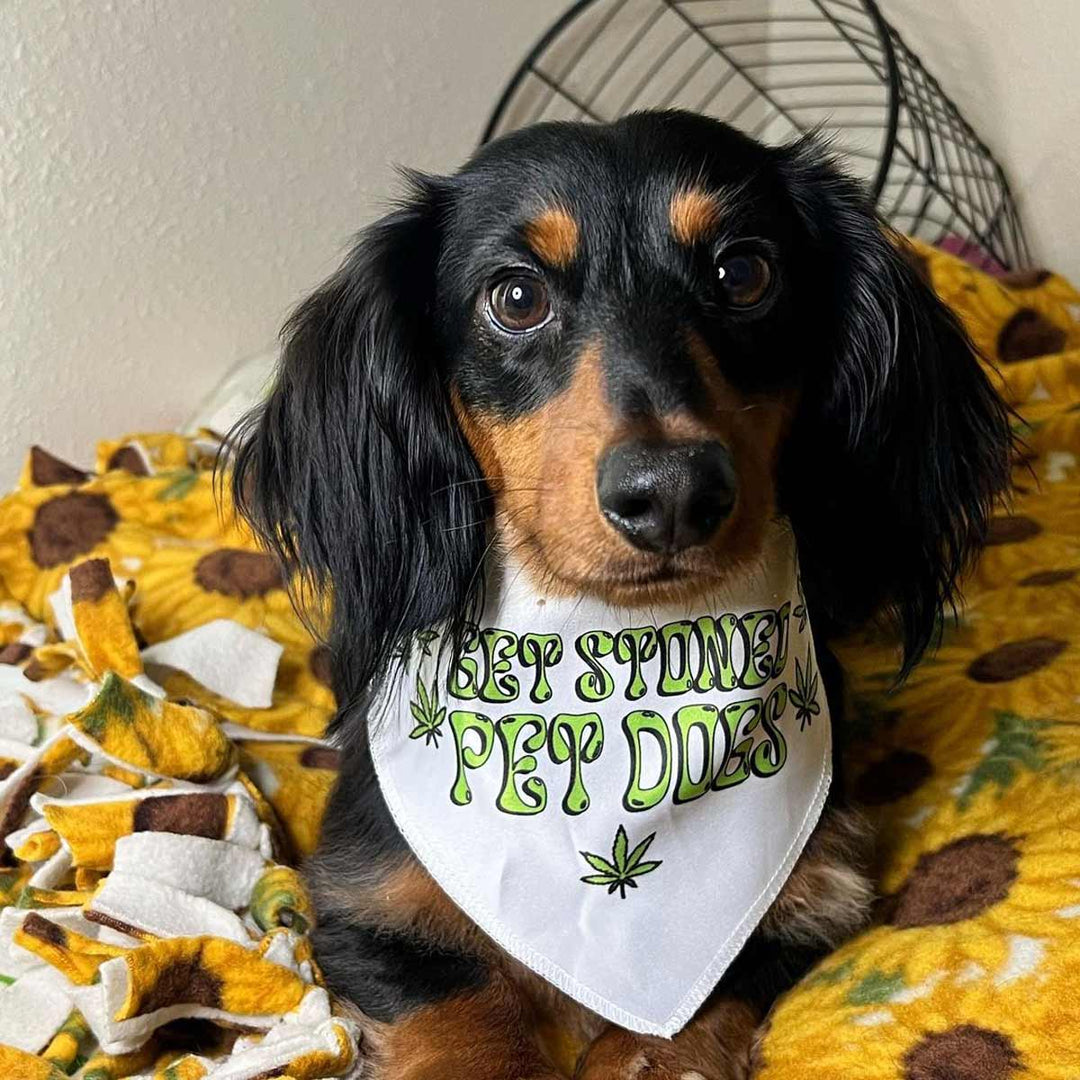 get stoned, pet dogs dog bandana