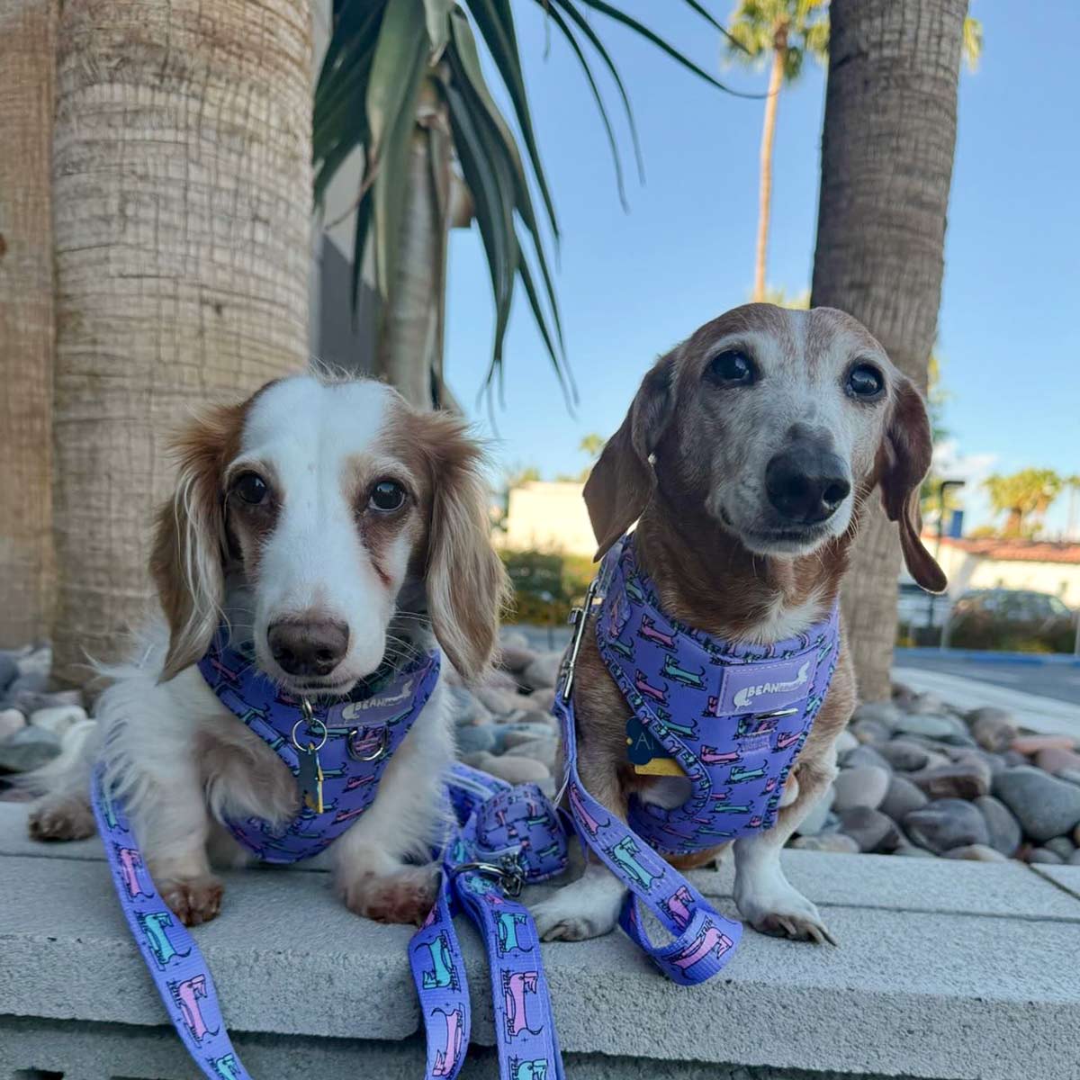 dog leash for dachshund lovers | mid-mod dox – bean goods