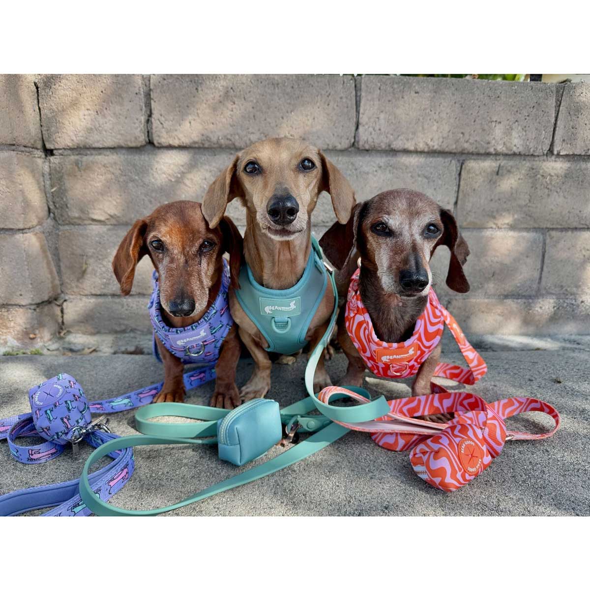 dog leash for dachshund lovers | mid-mod dox – bean goods
