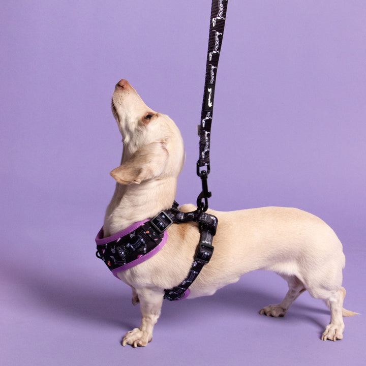leash - skeleween - bean goods