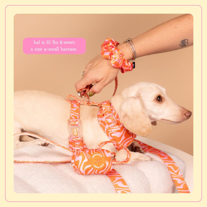 Match My Mutt Retro Swirl Bundle - bean goods