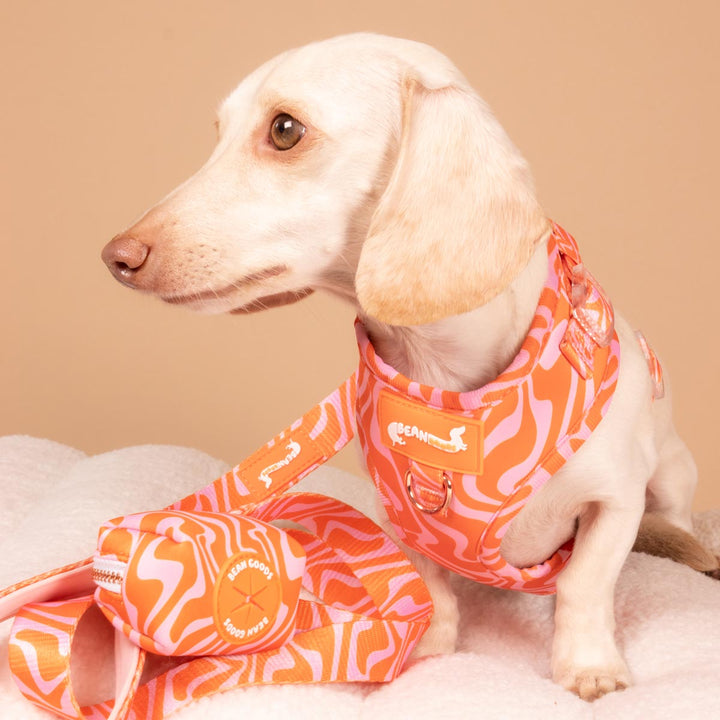 Match My Mutt Retro Swirl Bundle - bean goods