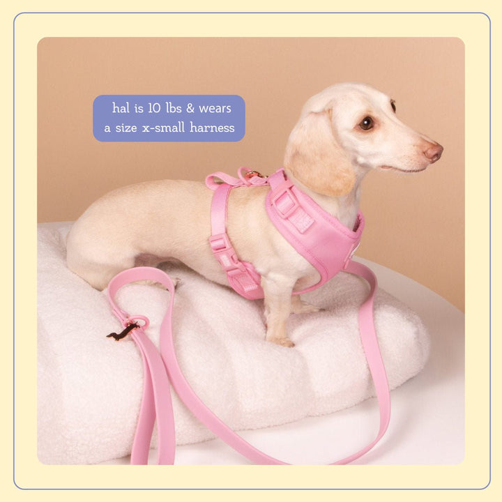 Match My Mutt Ween Pink Bundle - bean goods