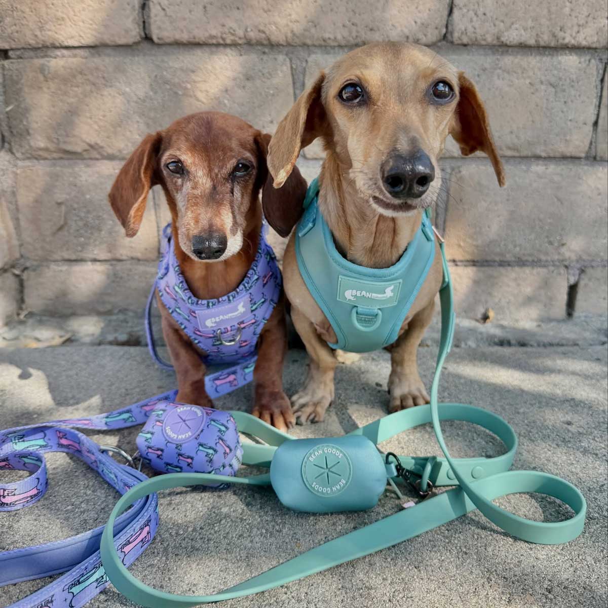 Poop Bag Pouch for Dachshund Lovers | Mid-Mod Dox – bean goods