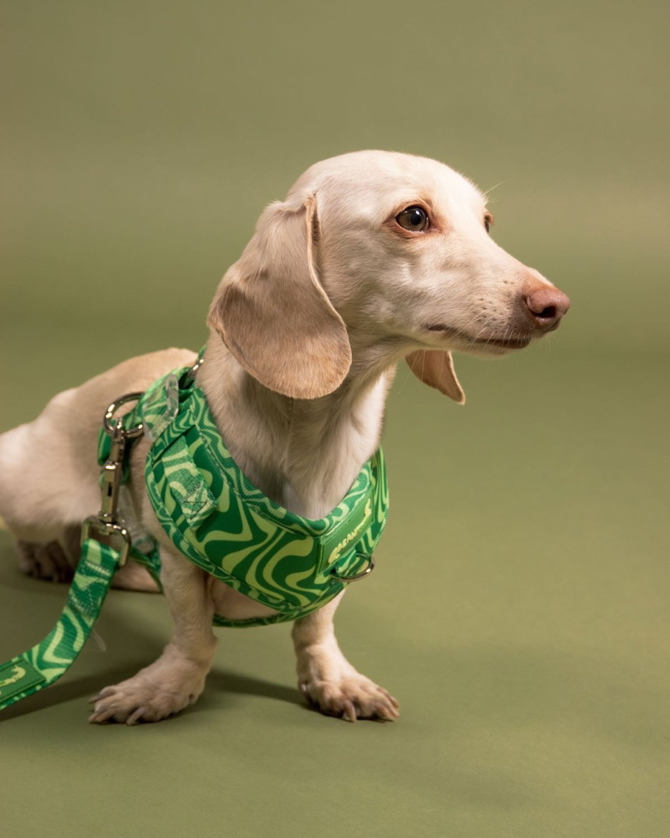 *pre - order* adjustable harness - matcha retro swirl - bean goods