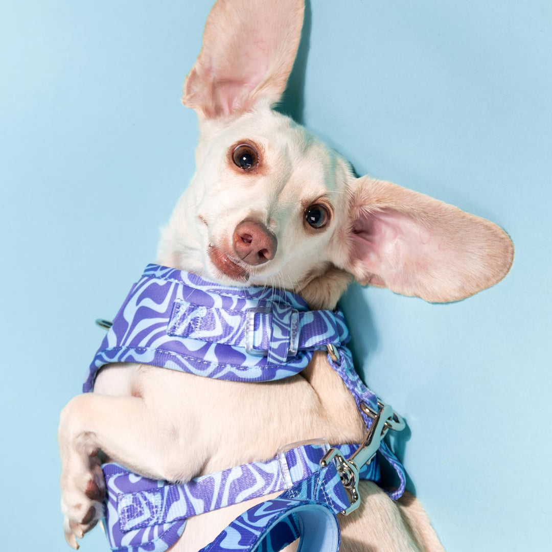 *pre - order* adjustable harness - swim club retro swirl - bean goods
