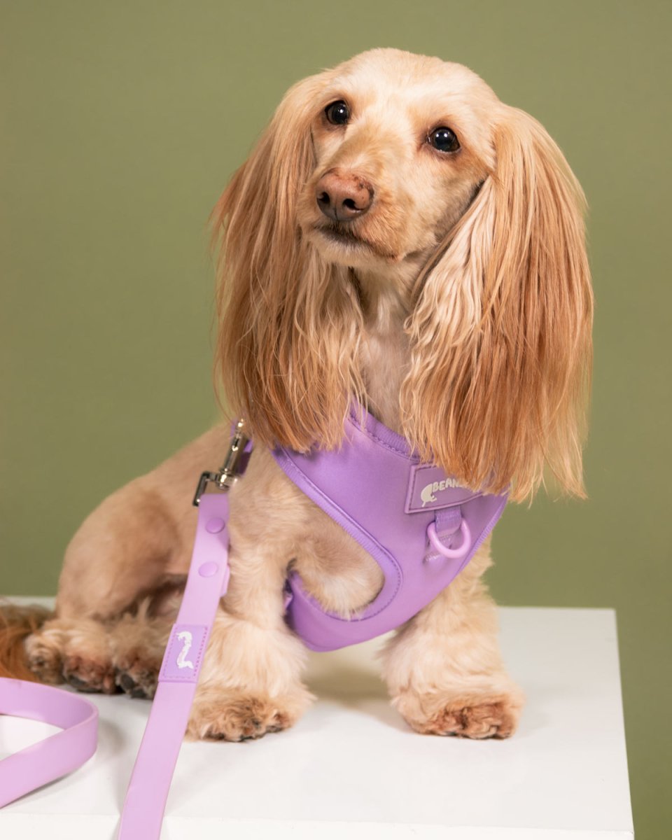 *pre - order* adjustable harness - ube latte - bean goods