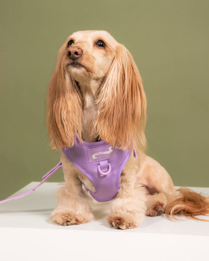 *pre - order* adjustable harness - ube latte - bean goods