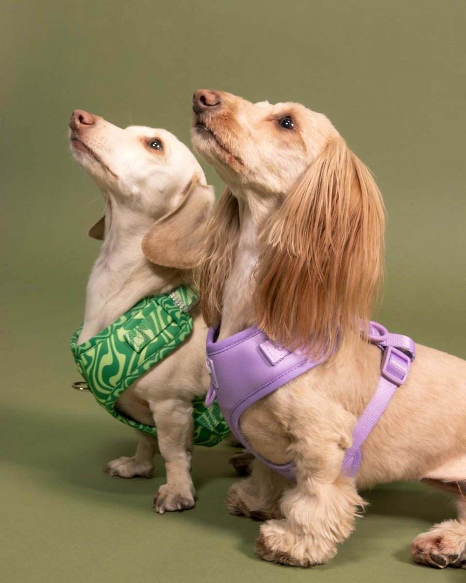 *pre - order* adjustable harness - ube latte - bean goods