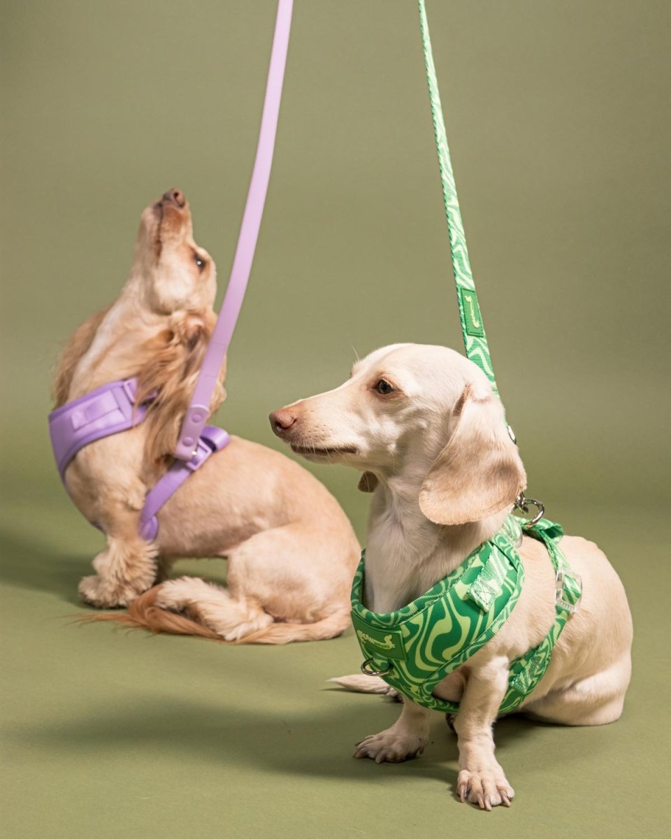 *pre - order* leash - matcha retro swirl - bean goods